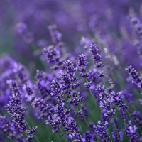 Lavender - Lavandula-2