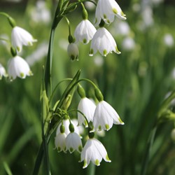 Leucojum aestivum Gravetye Giant - Summer snowflake