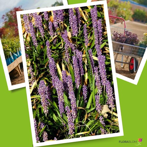 Lilyturf Moneymaker - Liriope Muscari (Six-pack)
