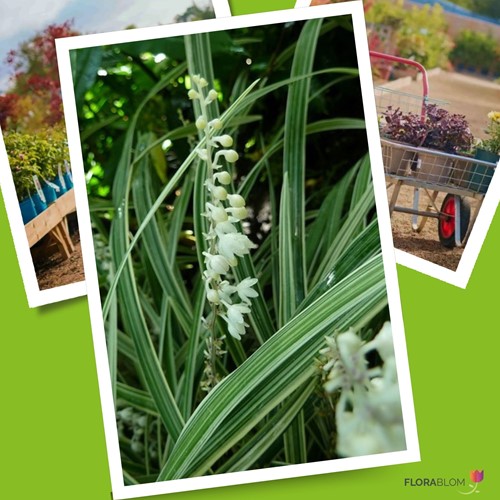 Lilyturf Monroe White - Liriope muscari