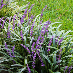 Lilyturf Ingwersen, ornamental grass - Liriope muscari (Six-pack)