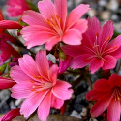 Siskiyou lewisia - Lewisia cotyledon