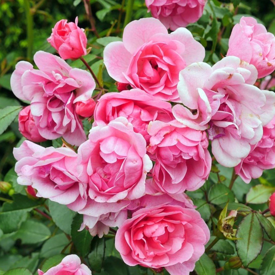 Parfum rose discount
