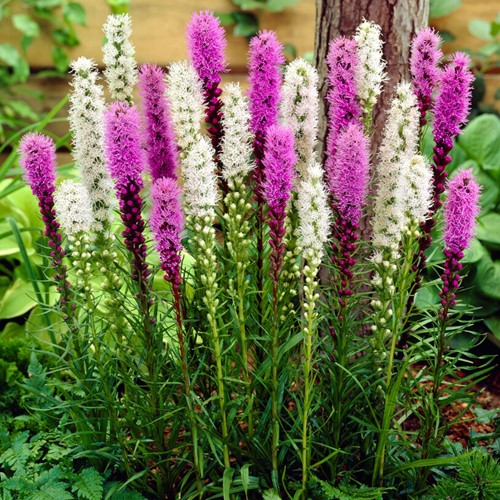 Liatris blue & white mix - Gay Feather 100% BIO