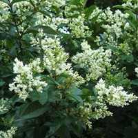 Ligustrum Ovalifolium - Haagliguster-2
