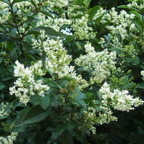 Ligustrum Ovalifolium - Haagliguster-2