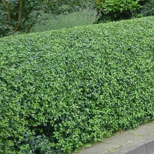 Ligustrum ovalifolium - Oval Leaf Privet