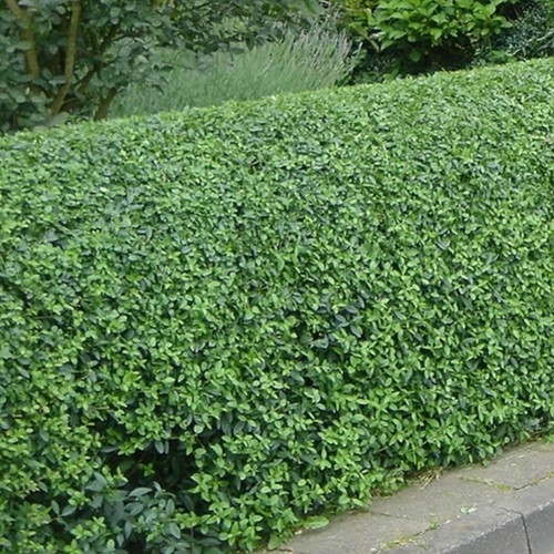 Oval leaf privet - Ligustrum ovalifolium hedge 100x