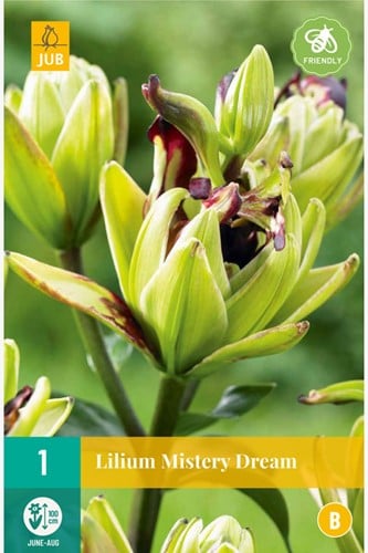 Lily Mistery Dream – Lilium asiaticum
