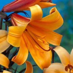 Lily African Queen - Lilium trumpet