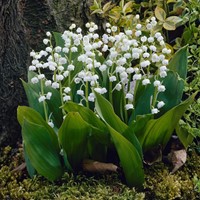Convallaria White- Lily of the Valley