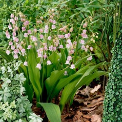 Convallaria majalis rosea - Lily of the valley 100% BIO