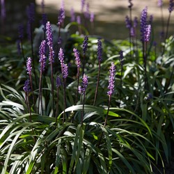 Lilyturf Moneymaker - Liriope Muscari (Six-pack)