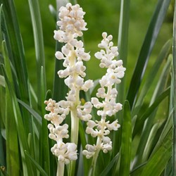 Lilyturf Monroe White - Liriope muscari