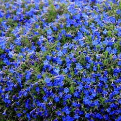 Purple Gromwell Heavenly Blue - Lithodora Diffusa