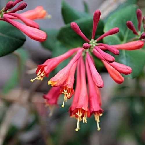 Lonicera Dropmore Scarlet - Honeysuckle