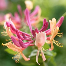 Lonicera heckrottii American Beauty - Kamperfoelie