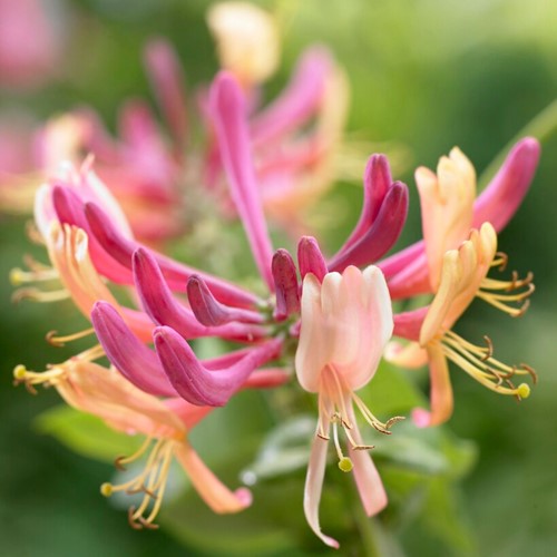 Lonicera heckrottii American Beauty - Honeysuckle