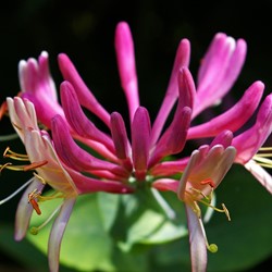 Lonicera heckrottii Goldflame - Kamperfoelie