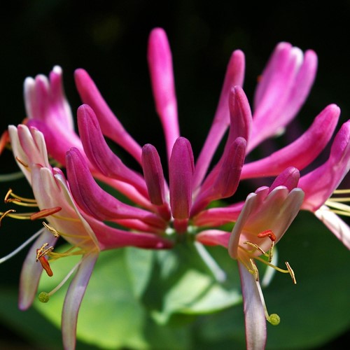 Lonicera heckrottii Goldflame - Honeysuckle