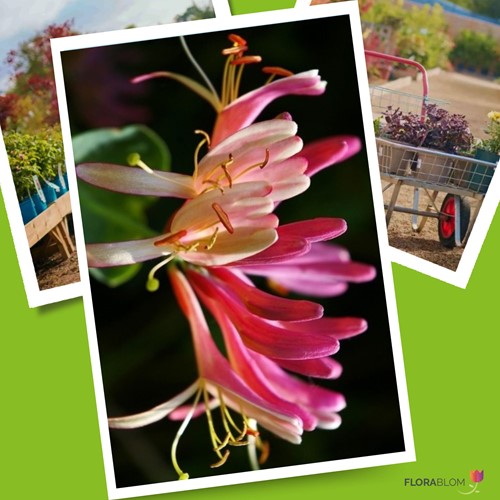 Lonicera Henryi - Honeysuckle