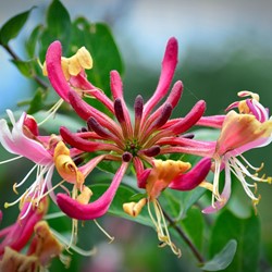 Lonicera henryi - Kamperfoelie