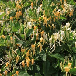 Lonicera Japonica Hall's Prolific - Japanese Honeysuckle