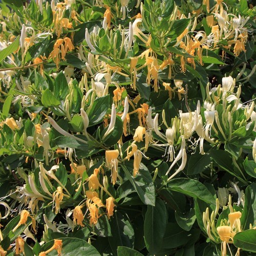 Lonicera japonica Hall's Prolific - Japanse Kamperfoelie