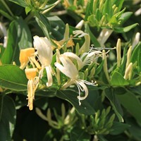 Lonicera periclymenum - Honeysuckle