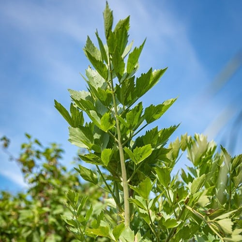Lovage - Lavas (Container plant)