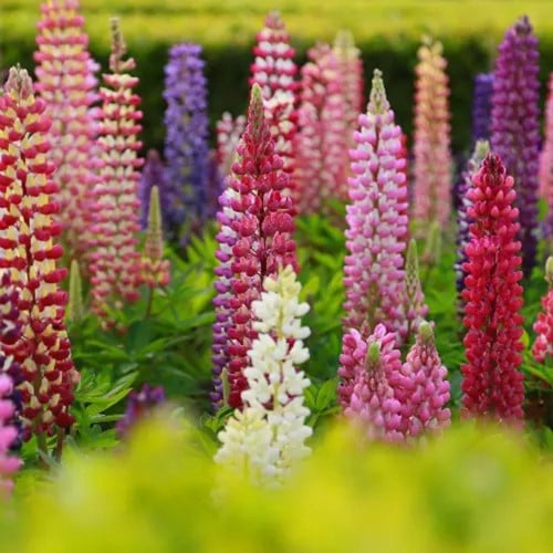 Lupin Gallery Mixed - Lupinus