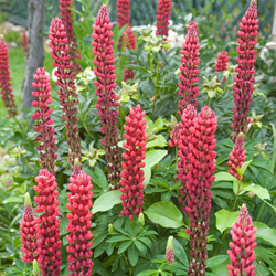 Lupin Red - Lupinus