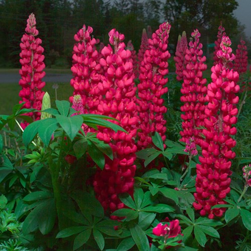 Lupinus Gallery Red - Lupin