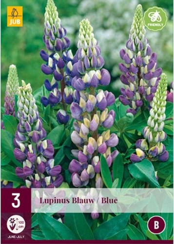 Lupin Blue - Lupinus