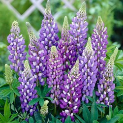 Lupin Blue - Lupinus