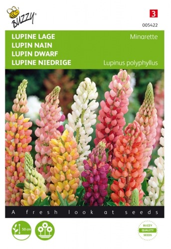 Lupin dwarf Minarette - Buzzy