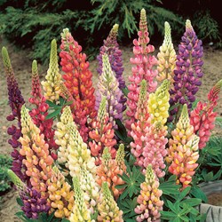 Lupin dwarf Minarette - Buzzy