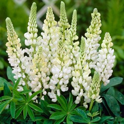 Lupin White - Lupinus
