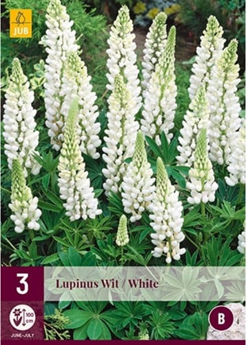 Lupin White - Lupinus