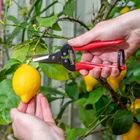 Thinning shears, straight model-2