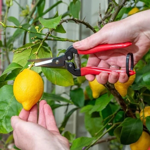 Thinning shears, straight model-2