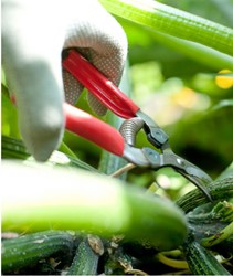 Thinning shears, curved model