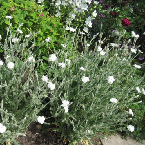 Lychnis coronaria Alba – Rose campion