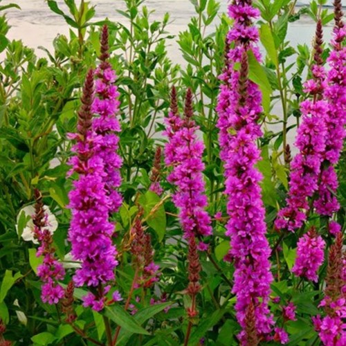 Lythrum Salicaria Rosy Gem - Purple Loostrife