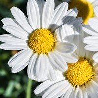 Daisy - Bellis perennis-2
