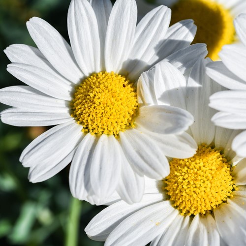 Daisy - Bellis perennis-2