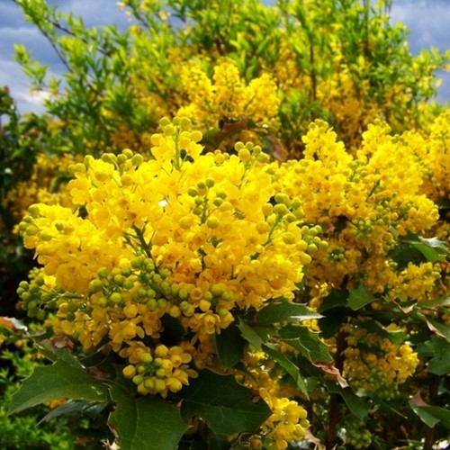Oregon grape Apollo - Mahonia aquifolium
