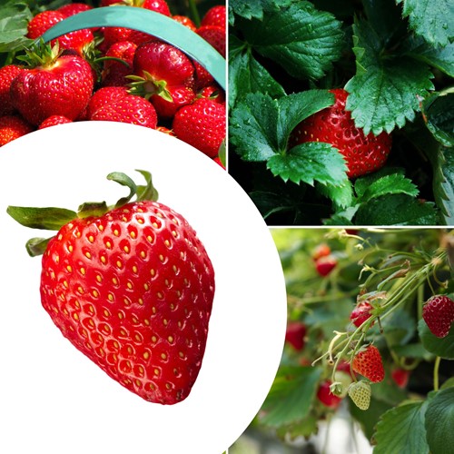 20x Strawberry plants Mara des Bois – Fragaria