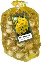 Multifloral Daffodils Golden Dawn (XL-Pack)-2