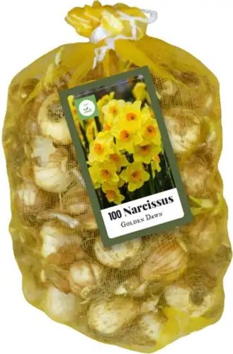 Multifloral Daffodils Golden Dawn (XL-Pack)-2